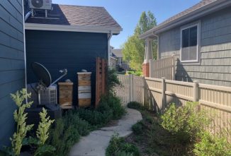 Urban Beekeeping Benefits You and Your Neighbors
